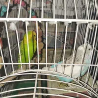 فنچ،مرغ‌عشق،عروس‌هلندی|پرنده|تهران, خاک سفید|دیوار