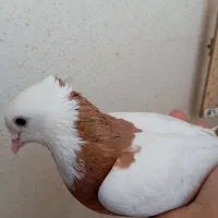 کبوترطوقی زرد خال سیاه ماده