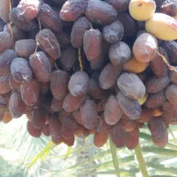 حرما بریم و گنطار درجه یک|خوردنی و آشامیدنی|شادگان, |دیوار