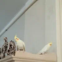 سالم بالغ ۲ماه پیش ۵تا جوجه دادن