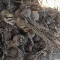 خریدوفروش پیاززعفران وزیری|خدمات باغبانی و درختکاری|تربت جام, میان جام|دیوار