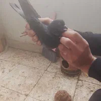 کفتر خوب|حیوانات|اسلام‌شهر, شهرک واوان|دیوار