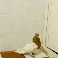 کبوتر کله زرد