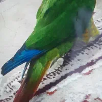 طوطی گرینویچ|پرنده|مشهد, تبادکان|دیوار