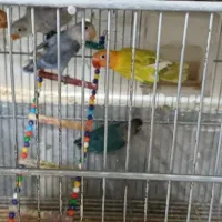 کوتوله برزیلی