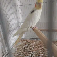 عروس هلندی نر دوکت لوتینو مهر تک خال