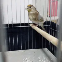 سهره قناری|پرنده|سقز, |دیوار