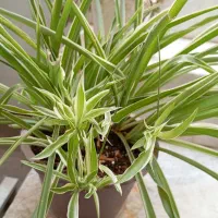 گل طبیعی آپارتمانی