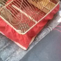 گلبسر جفت خور|پرنده|شیراز, شهرک بهار|دیوار