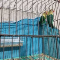 طوطی