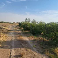 یک باب گاوداری ۳۵رسی گوشتی بفروش میرسد|فروش دفتر صنعتی، کشاورزی، تجاری|دشتابی, |دیوار