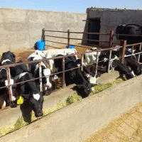 گوساله نر هلشتاین شیر گرفته|حیوانات مزرعه|شال, |دیوار