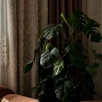 برگ‌ انجیری بزرگ ۲ متری|گل و گیاه طبیعی|اندیشه, شهرک مریم|دیوار