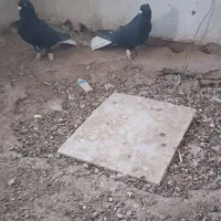 دم سفید جفتی|پرنده|سبزوار, رباط|دیوار