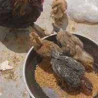 مرغ با 4 تاجوجه رسمی|پرنده|کهک, |دیوار