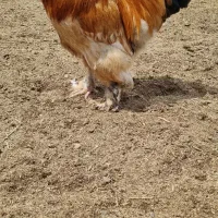 خروس  برهما