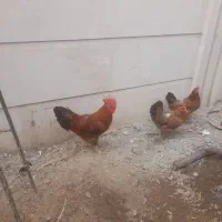 مرغ