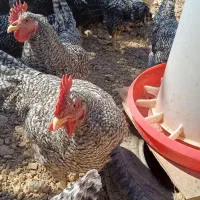 خروس امروک|حیوانات مزرعه|شیراز, شهرک والفجر|دیوار