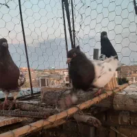 سبز دم سفید نروماده  و سه عدد کهله ای|پرنده|بهبهان, |دیوار