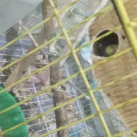 یک جفت عروس هلندی تخم گزار|پرنده|مهر, |دیوار