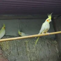 عروس هلندی|پرنده|سورک, |دیوار