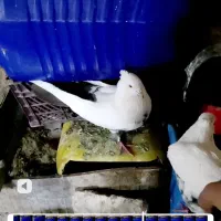 نر دومی انتیک