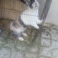 خرگوش بالغ