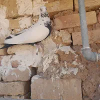 کبوتر سینه ای ماده
