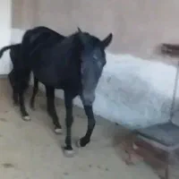 مادیون کرد|اسب و تجهیزات اسب‌سواری|قرچک, مهدیه|دیوار