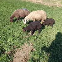 میش بره قوچ گوسفند بز