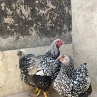 ویاندوت سیلور اورجینال