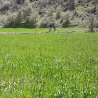 کاه گندم