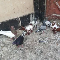 ۱۰ عدد کبوتر سالم و ارزان|پرنده|اردبیل, |دیوار