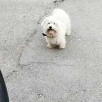 سگ پشمالو سفید