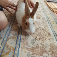 خرگوش|موش و خرگوش|تبریز, |دیوار