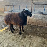 قوچ افغانی دورگ‌|حیوانات مزرعه|شیراز, اکبر آباد|دیوار