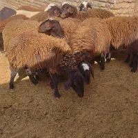 کاور بره ماده