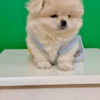 سگ مینیاتوری