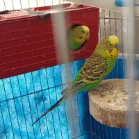 مرغ عشق مولد با تخم