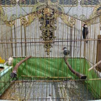 فنج نرگسی|پرنده|سوسنگرد, |دیوار