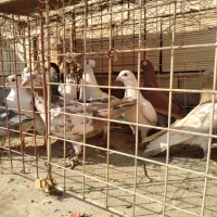 شانزده تا کفترشهرستانی.بدون بوم