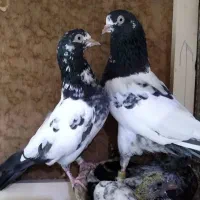 کبوترتیدی بلندپرواز|پرنده|تهران, کوی بیمه|دیوار