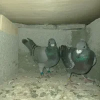 کبوتر مسافتی|پرنده|ملکان, |دیوار