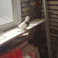 6عدد صید و کفتر بوم|پرنده|مشهد, کارمندان دوم|دیوار