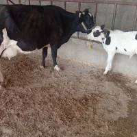 گاو و گوساله|حیوانات مزرعه|مسجد سلیمان, |دیوار