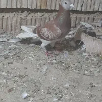 پلاکی مسابقه ای