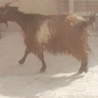 بز وکهره شیری|حیوانات مزرعه|برازجان, |دیوار