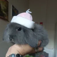 خرگوش های  مینی لوپ تربیت شده خانگی