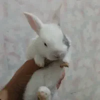 فروش توله خرگوش لپ دررنگ های مختلف دونه 190|موش و خرگوش|دوگنبدان, |دیوار