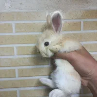 خرگوش ۲۵ روزه|موش و خرگوش|کردکوی, |دیوار